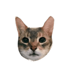 猫のよしおさん（個別スタンプ：8）