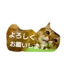 ソマリのロックスタンプ2。普段使いに（個別スタンプ：6）