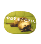 ソマリのロックスタンプ2。普段使いに（個別スタンプ：11）