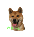 柴犬ー君（個別スタンプ：1）