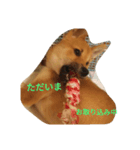 柴犬ー君（個別スタンプ：2）