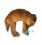 柴犬ー君（個別スタンプ：3）