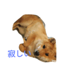 柴犬ー君（個別スタンプ：4）