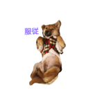 柴犬ー君（個別スタンプ：6）