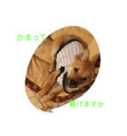 柴犬ー君（個別スタンプ：7）