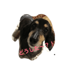 マローーーン（個別スタンプ：1）