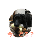 ブラックラブ＊ひな4（個別スタンプ：13）