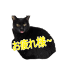 Hello pocky（個別スタンプ：1）