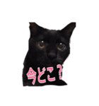 Hello pocky（個別スタンプ：2）