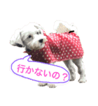 オーちゃんのだらだらいふ（個別スタンプ：1）