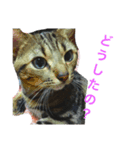 イケメン猫れおちゃん（個別スタンプ：1）