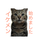 イケメン猫れおちゃん（個別スタンプ：2）