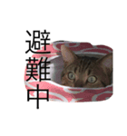 イケメン猫れおちゃん（個別スタンプ：3）