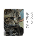 イケメン猫れおちゃん（個別スタンプ：4）