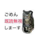 イケメン猫れおちゃん（個別スタンプ：7）