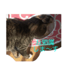 顔でかのちび太くん（個別スタンプ：6）