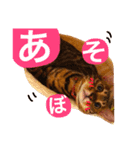 とららんど5（個別スタンプ：18）