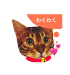 とららんど5（個別スタンプ：19）