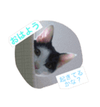 猫♡しおん（個別スタンプ：1）