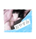 猫♡しおん（個別スタンプ：2）
