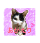 猫♡しおん（個別スタンプ：3）