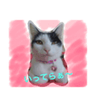 猫♡しおん（個別スタンプ：4）