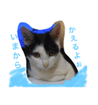 猫♡しおん（個別スタンプ：5）