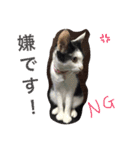猫♡しおん（個別スタンプ：6）