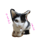 猫♡しおん（個別スタンプ：8）