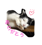猫♡しおん（個別スタンプ：9）