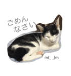 猫♡しおん（個別スタンプ：10）