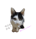 猫♡しおん（個別スタンプ：11）