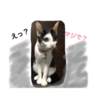 猫♡しおん（個別スタンプ：12）