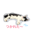 猫♡しおん（個別スタンプ：13）