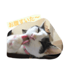 猫♡しおん（個別スタンプ：14）