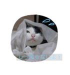 猫♡しおん（個別スタンプ：15）