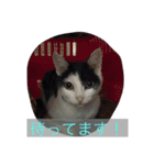 猫♡しおん（個別スタンプ：16）