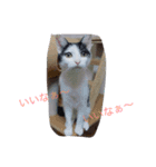 猫♡しおん（個別スタンプ：18）