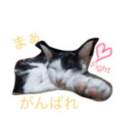 猫♡しおん（個別スタンプ：19）
