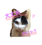 猫♡しおん（個別スタンプ：20）