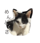 猫♡しおん（個別スタンプ：22）