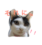 猫♡しおん（個別スタンプ：23）