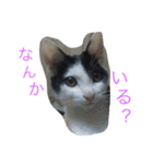 猫♡しおん（個別スタンプ：24）