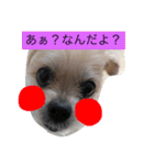ポンゴリンの喜怒哀楽（個別スタンプ：1）
