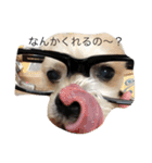 ポンゴリンの喜怒哀楽（個別スタンプ：3）