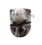 ポンゴリンの喜怒哀楽（個別スタンプ：10）