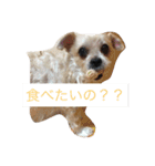 ポンゴリンの喜怒哀楽（個別スタンプ：11）