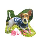 jrt kota（個別スタンプ：7）