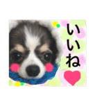 チワワのメロくんです（個別スタンプ：14）