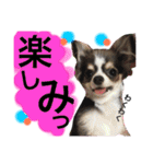 チワワのメロくんです（個別スタンプ：31）